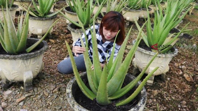 Aloe Vera Center/Antara 