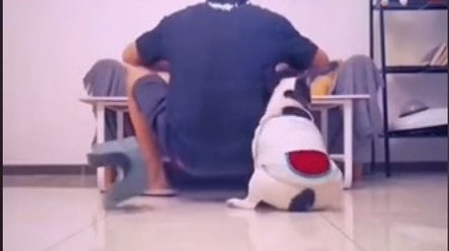 Video Viral Anjing Selengkat Kursi Majikan, Ujungnya Bikin Terjungkal Hingga Ketumpahan Makanan