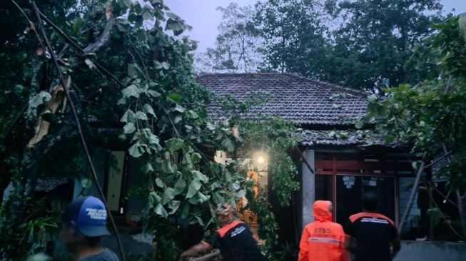 Banyak Pohon Tumbang Akibat Angin Kencang dan Hujan Deras di Trenggalek, Dua Rumah Tertimpa