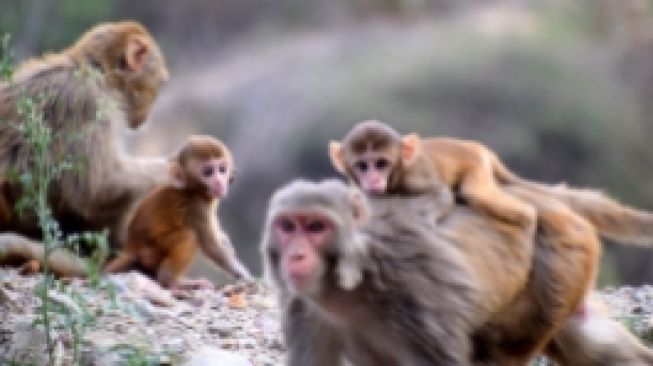 Ngeri! Tawuran Antar Geng Monyet Teror Kota di Thailand, Jumlahnya Ribuan