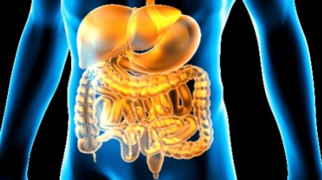 Mengenal Sistem Pencernaan Manusia dan Fungsi Tiap Organ, Mulai dari Mulut hingga Usus Besar