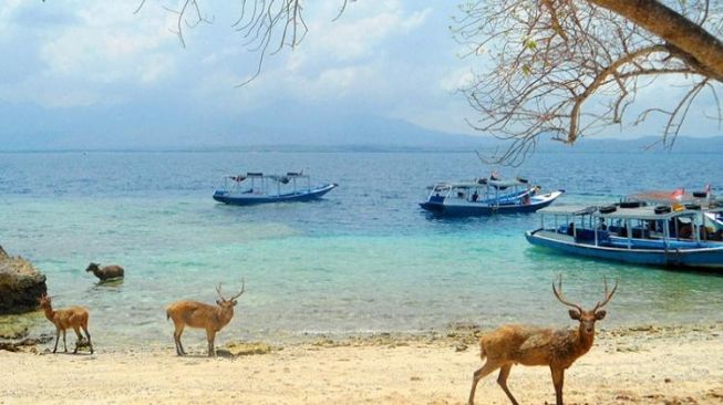 Pulau di Bali Barat Ini Dihuni Sejumlah Rusa Liar Dan Jadi Surganya Diving