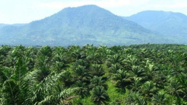 Memutuskan Hubungan antara Deforestasi dan Komoditas Sawit