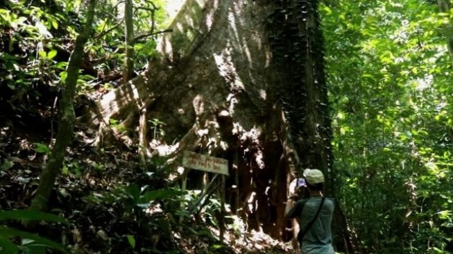 Perkenalkan Ini Pohon Perjaka di Bukit Salapar, Tak Pernah Disentuh Manusia Hingga Berumur Ratusan Tahun