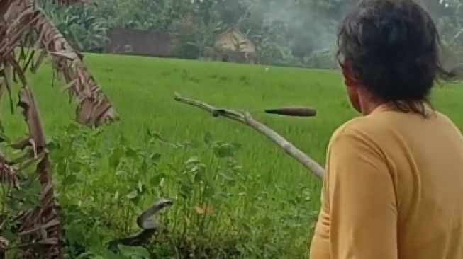 The Power of Emak-Emak, Seorang Ibu Ngeyel Sambangi Ular di Sawah, Sang Anak Ketar-Ketir