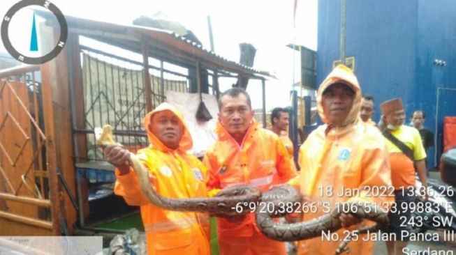 Ular Sanca Panjang Dua Meter Ditemukan di Saringan Kali Item Kemayoran