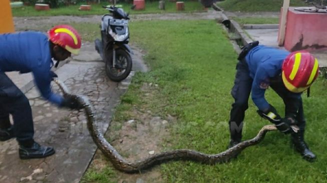 Kerap Meresahkan Warga, Ular Piton Sepanjang 3 Meter Diamankan di Berbas Tengah Bontang