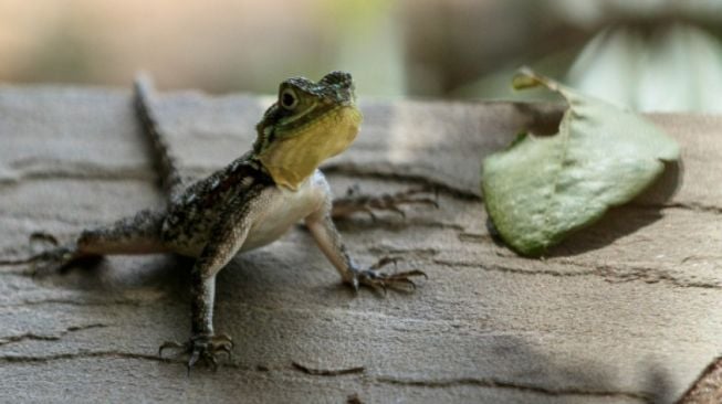 7 Tanaman yang Diklaim Paling Ampuh untuk Mengusir Jumlah Kadal Berlebih di Kebun