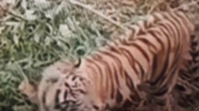 Harimau Sumatera berkeliaran di Pasaman Barat. [Dok.Antara]