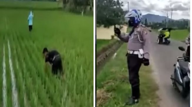 Bikin Ngakak! Dua Pemuda Gorontalo Turun ke Sawah Cabut Rumput, Agar Lolos Dari Kejaran Polisi