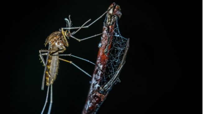 4 Sarang Nyamuk di Rumah dan Cara Mengatasinya Agar Tak Jadi Sumber Penyakit