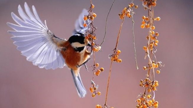 Organ Peredaran Darah pada Burung dan Fungsinya, Mulai Arteri, Kapiler hingga Mesenterik Posterior