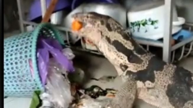 Lupa Beri Makan Hewan Peliharaan, Biawak Berujung Comot Sayur dari Bak Sampah: Vegetarian