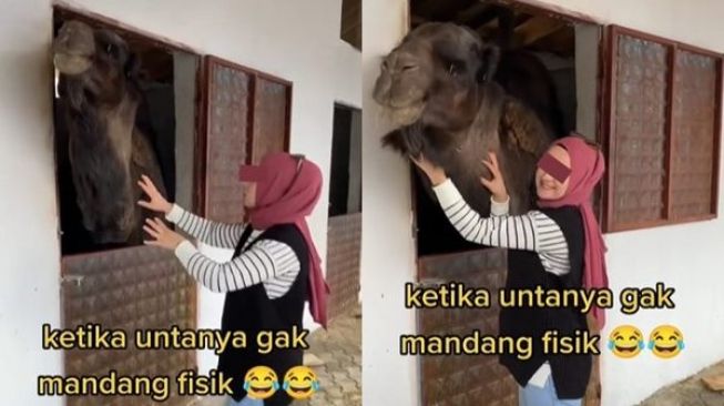 Belai dan Peluk Unta, Cewek Ini Dapat Balasan Memalukan yang Bikin Terkapar