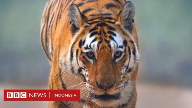 Collarwali: Mengenang Harimau Betina "Ibu Super" dari India