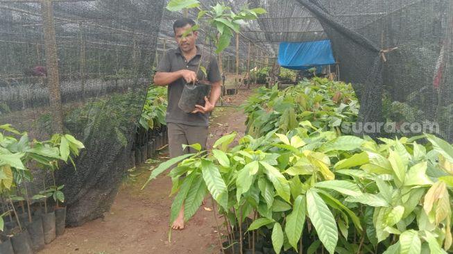 Terpuruk Sejak 2011, Petani Kakao di Lampung Timur Mulai Menyemai Harapan