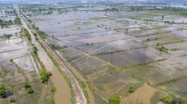 Curah Hujan Tinggi, 2.773 Hektare Sawah di OKI Terancam Gagal Panen