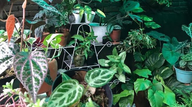 Green Heaven Hadirkan Konsep Tanaman Dinding Pertama di Makassar