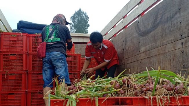 Keren! Panen Bawang Merah Program Food Estate Capai 15,7 Ton/Ha, Petani Dapat Ratusan Juta Rupiah