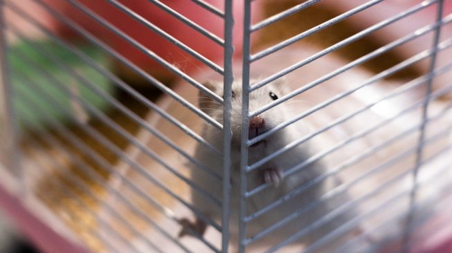 Seekor hamster bermain di dalam kandang sebelum diantarkan ke Pusat Pengelolaan Hewan di Shatin, Hong Kong, pada (19/1/2022). [BERTHA WANG / AFP]