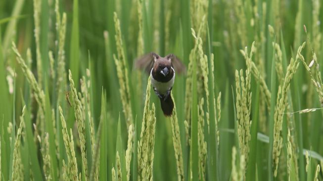 Serangan Burung Pipit Mengganas, Petani di Kediri Menjerit