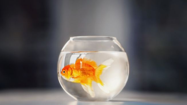 Perusahaan Perancis Setop Jual Fishbowl, Sebut Akuarium Bundar Itu Bagian dari Penyiksaan Hewan