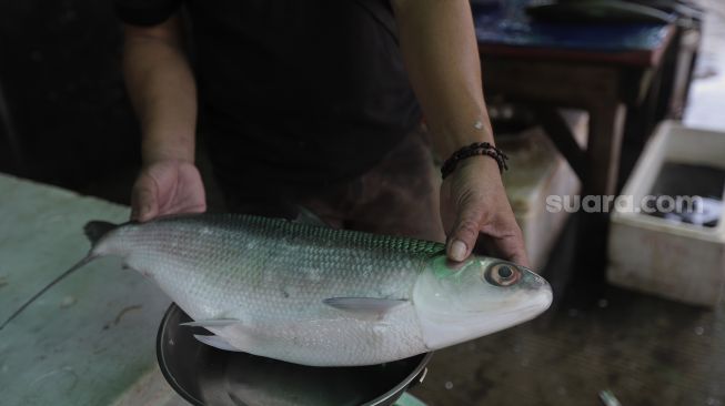 Pedagang menimbang ikan bandeng di kawasan Petak Sembilan, Glodok, Jakarta, Senin (24/1/2022). [Suara.com/Angga Budhiyanto]