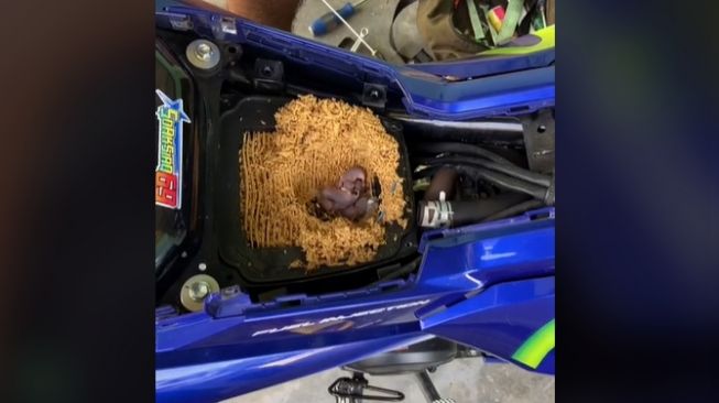 Filter udara motor Yamaha dijadikan sarang buat bayi tikus (TikTok)