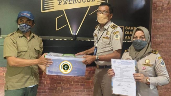 Petugas Balai Karantina Pertanian Makassar menyerahkan reptil endemik Sulawesi ke BKSDA Sulawesi Selatan [SuaraSulsel.id/Istimewa]
