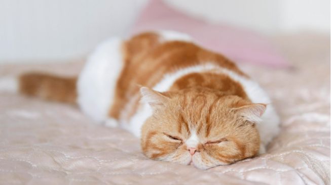 Kenali 7 Posisi Tidur Kucing saat Sakit yang Masih Sering Tak Disadari Pemilik Anabul