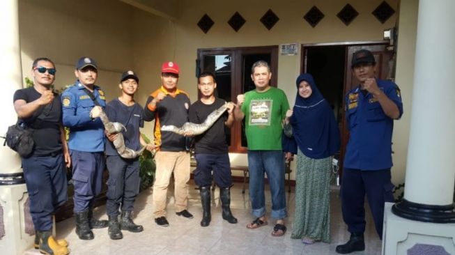 Petugas menangkap dua biawak yang bersarang di plafon rumah warga di Desa Malang Nengah, Kecamatan Pagedangan, Kabupaten Tangerang, Provinsi Banten. (ANTARA/HO BPBD Kabupaten Tangerang)