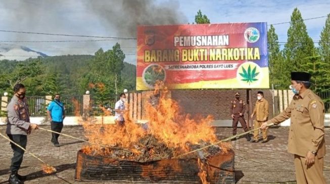 Polisi Musnahkan 59,755 Kg Ganja dengan Cara Dibakar