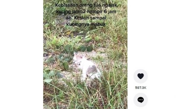 Viral Kucing Mabuk Perjalanan, Muntah-Muntah Setelah Naik Mobil 6 Jam