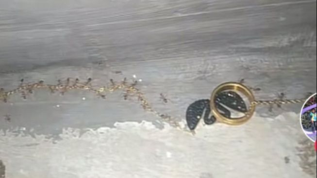 Video Kawanan Semut Susah Payah Gotong Perhiasan Emas Viral, Warganet Duga Pesugihan Metode Terbaru