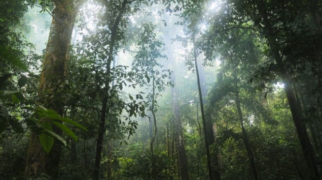 Ciri-ciri Hutan Hujan Tropis di Indonesia, Beserta Manfaat Bagi Lingkungan