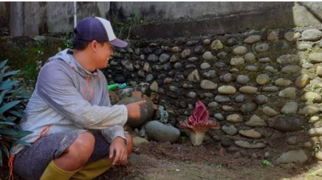 Masyarakat Pagar Alam Heboh, Bunga Bangkai Tumbuh di Perkarangan Rumah