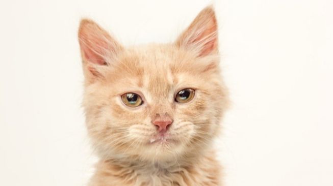 6 Tanda Kucing Alergi Makanan, Apa Penyebabnya dan Bagaimana Cara Menanganinnya dengan Tepat