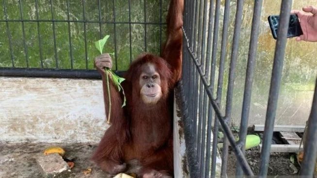 7 Satwa Liar Dilindungi Ditemukan di Rumah Bupati Langkat, Ada Orangutan dan Monyet Hitam