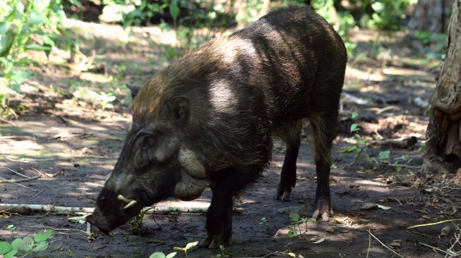 Seekor babi kutil (Sus verrucosus) berada di penangkaran Taman Nasional Baluran, Situbondo, Jawa Timur, Selasa (15/1/2022).  ANTARA FOTO/Budi Candra Setya