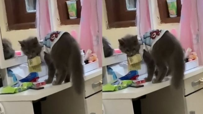 Bukan Gondol Ikan, Kucing Ini Malah Colong Duit Sampai 'Babu' Emosi: Pantesan Ilang Mulu!