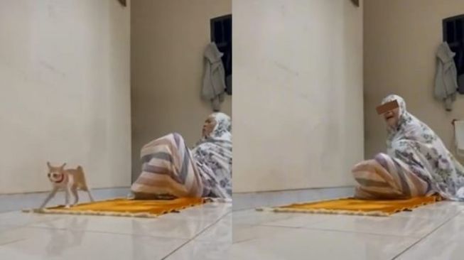 Viral Emak-emak Lagi Khusyuk Salat Diserang Kucing Oren. (TikTok)