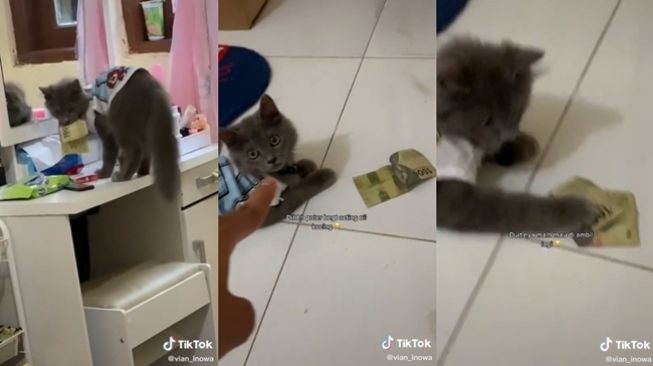 Kucing ketahuan mencuri uang dari meja pemiliknya. (TikTok/@vian_inowa)