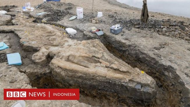 Naga Laut: Tulang-tulangnya Rapuh, Bagaimana Fosil Ichthyosaurus Diangkat?