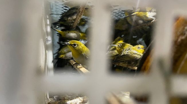 Petugas KSKP Bakauheni Gagalkan Penyelundupan Ribuan Burung Ilegal ke Jawa Tengah