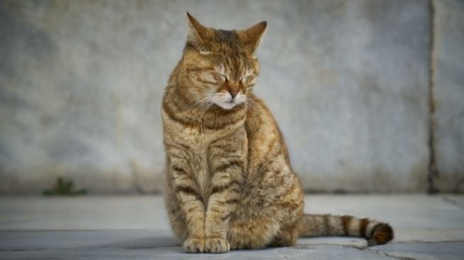 Tanda Kucing Depresi, Kenali Penyebab dan Cara Mengatasinya dengan Tepat