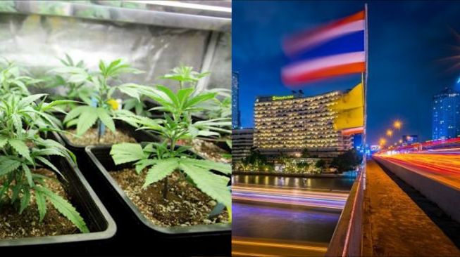 Thailand Putar Balik, Ganja Dilarang Lagi untuk Rekreasi 2025 Nanti