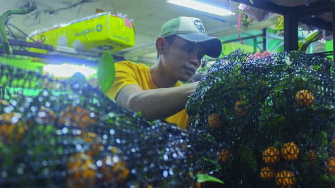 Pedagang menata Tanaman Jeruk Chusa hias di Pasar Rawa Belong, Jakarta, Kamis (27/1/2022).  [Suara.Com/Septian]