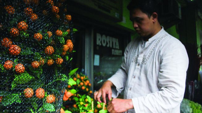 Pedagang menata Tanaman Jeruk Chusa hias di Pasar Rawa Belong, Jakarta, Kamis (27/1/2022).  [Suara.Com/Septian]