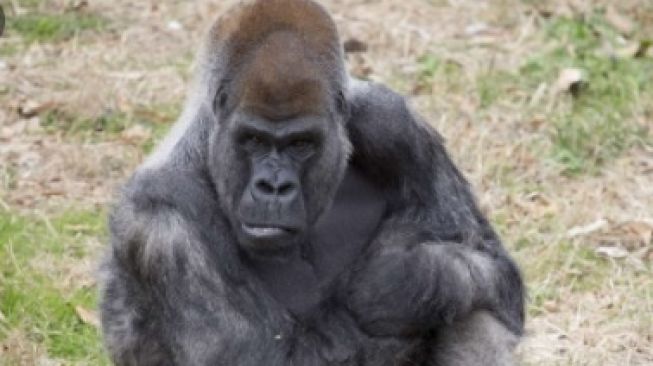 Ozzie, Gorila Jantan Tertua di Dunia Mati pada Usia 61 Tahun