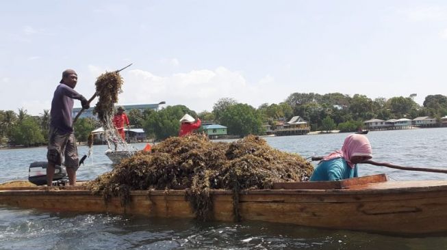 Dianggap Bisnis Menjanjikan, DKP Kepri Dorong Nelayan Pesisir Budi Daya Rumput Laut
